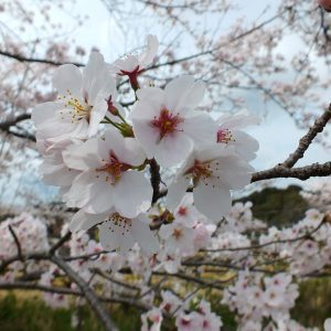 Cherry Blossoms at Kikaku Park 2017 6