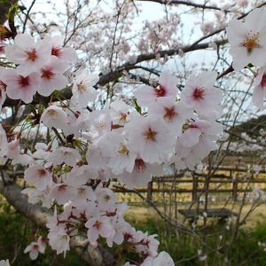 Cherry Blossoms at Kikaku Park 2017 7