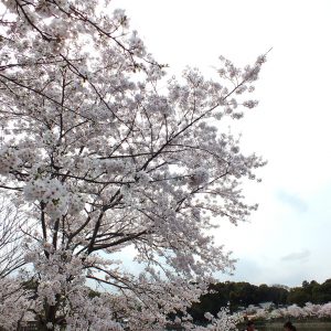 Cherry Blossoms at Kikaku Park 2017 8