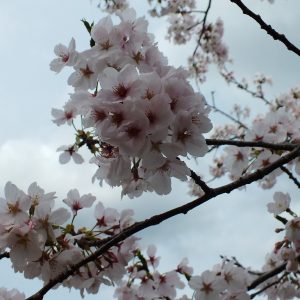 Cherry Blossoms at Kikaku Park 2017 9