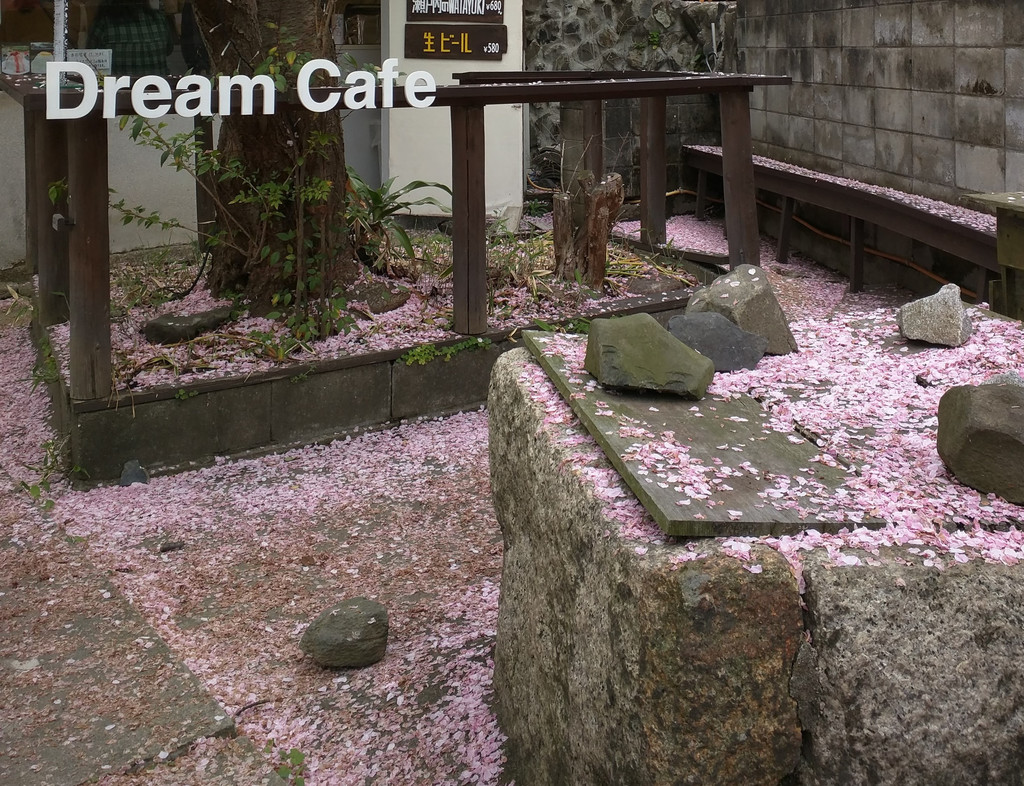The end of cherry blossoms Dream Cafe 1