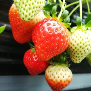 Picking and Eating Strawberries at Ichigoya Skyfarm in Takamatsu 10