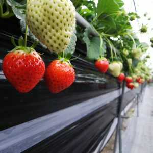 Picking and Eating Strawberries at Ichigoya Skyfarm in Takamatsu 3