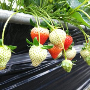 Picking and Eating Strawberries at Ichigoya Skyfarm in Takamatsu 4