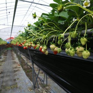 Picking and Eating Strawberries at Ichigoya Skyfarm in Takamatsu 5