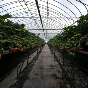 Picking and Eating Strawberries at Ichigoya Skyfarm in Takamatsu 6