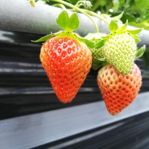 Picking and Eating Strawberries at Ichigoya Skyfarm in Takamatsu 8