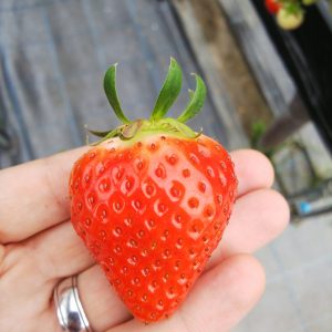 Picking and Eating Strawberries at Ichigoya Skyfarm in Takamatsu 9