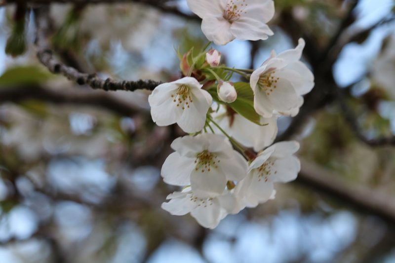 Cherry Blossom Update March 2019 1