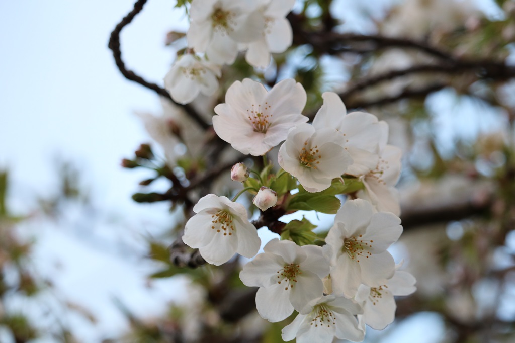 Cherry Blossom Update March 2019 2