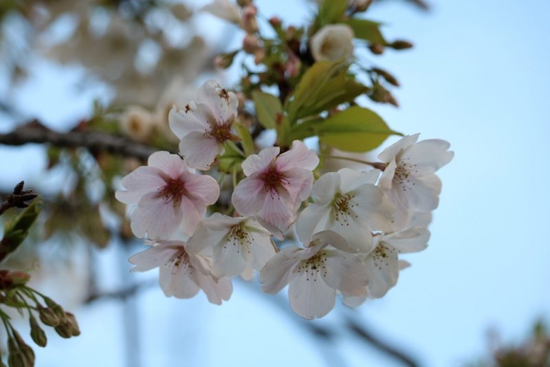 Cherry Blossom Update March 2019 3