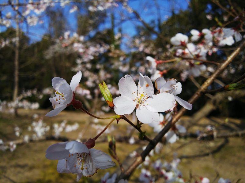 First cherry blossom 2020