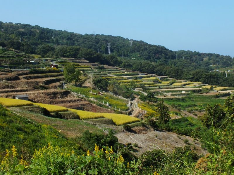 Teshima Terraced Fields