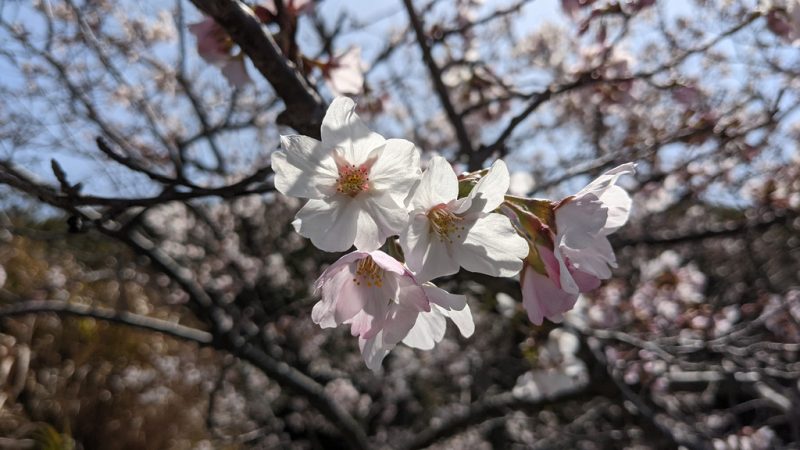 Naoshima March 2021 6 Cherry Blossom