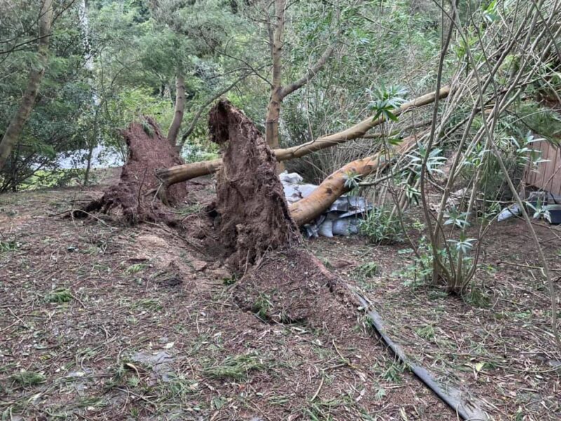 Uprooted trees near Lee Ufan Museum photo by Andrew McCormick