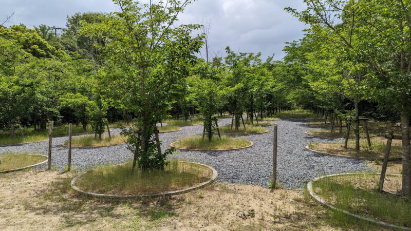 Naoshima May 2023 15 Labyrinth of Cherry Blossoms